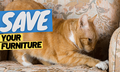 How can I discipline my cat if they don't understand punishments?