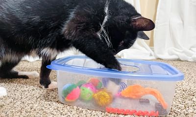 How can I provide a quality life for my cat while on a budget?