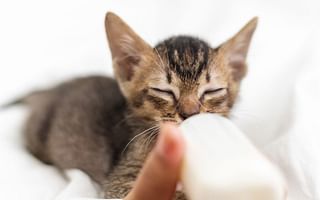 How do I care for a 4 week old kitten?