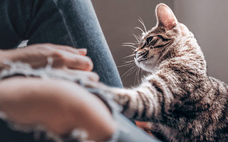 How should I care for my kitten?