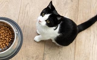 How to Properly Care for a Cat: Food and Litter Essentials?