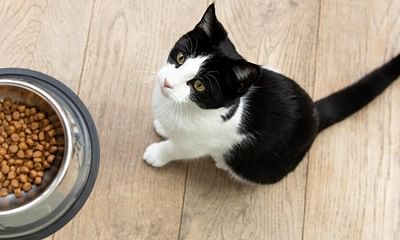 How to Properly Care for a Cat: Food and Litter Essentials?