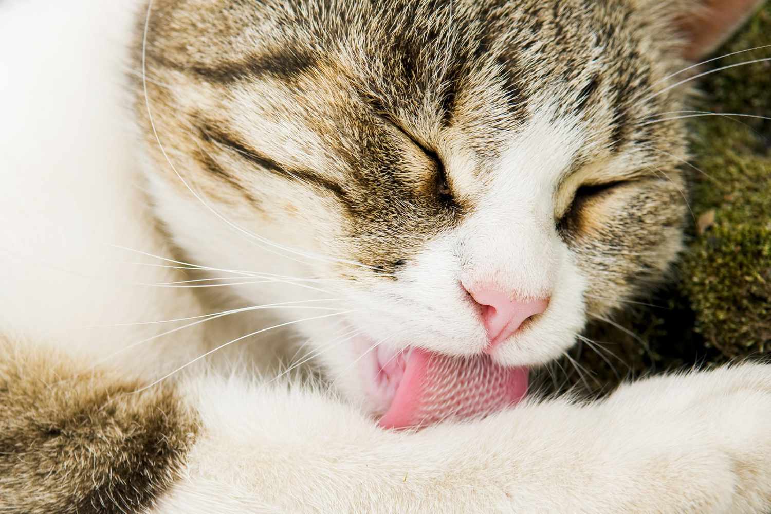 Close-up of a cat grooming itself, releasing allergens