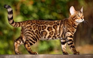 What are some low maintenance cat breeds?