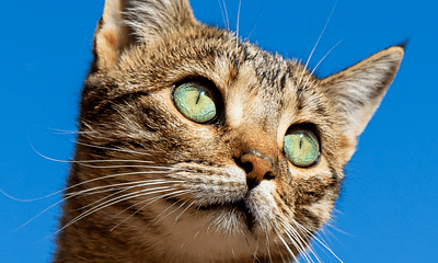 What are the different breeds of cats?