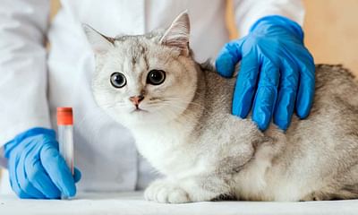 What do veterinarians recommend for maintaining a cat's health?
