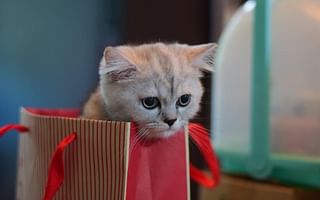 What should I prepare for when getting a 2-month-old kitten?