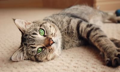 Which cat breeds or mixed breeds require the least maintenance?