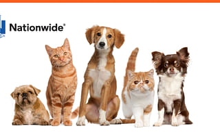Who are the leading companies in the pet insurance space?