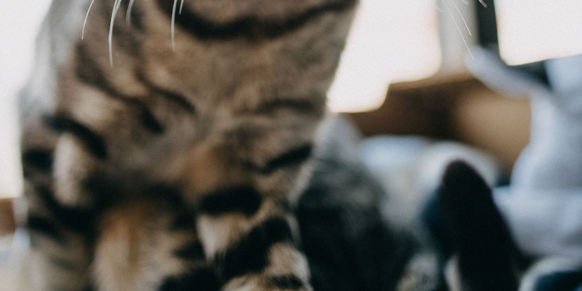 StepbyStep Guide on How to Litterbox Train a Cat Cat Mutt